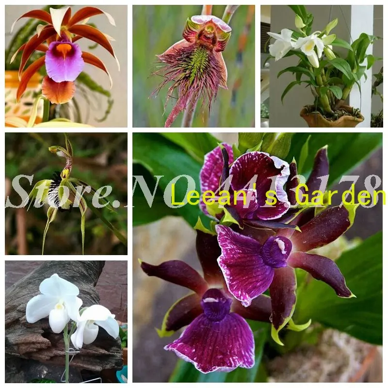 

Цветок с ароматом орхидеи, 100 шт., бесплатная доставка