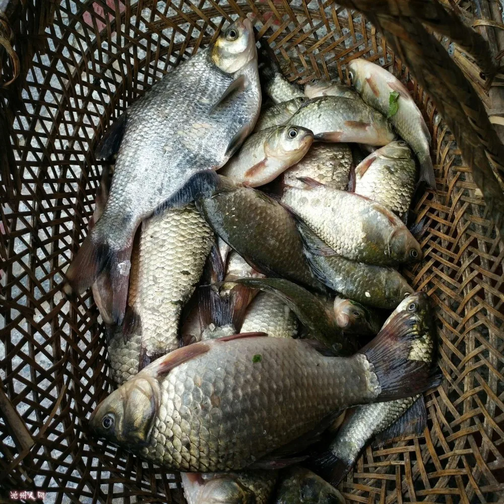 Рыба голодный гормон Рыбная приманка Атрактант Аромат Соль Дупа Аминофрутовая