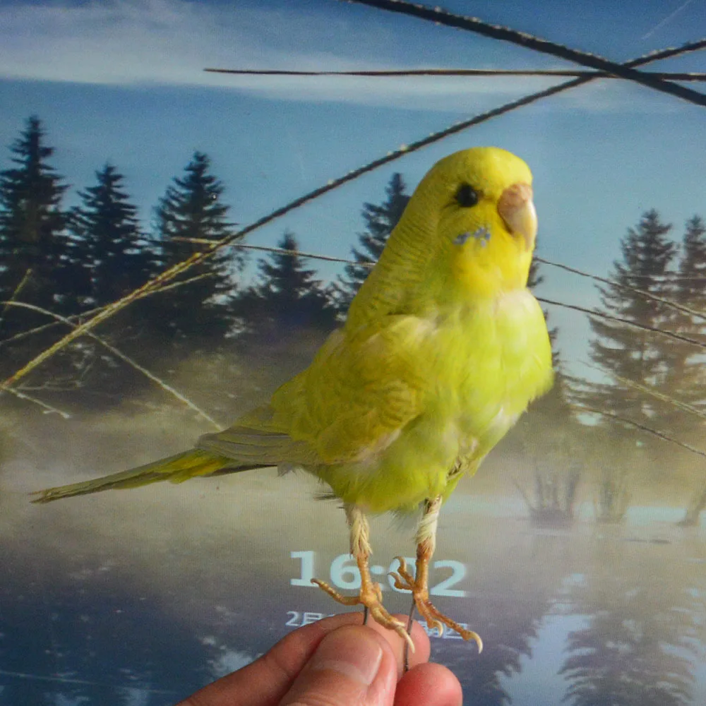 

Taxidermy stuffing Eurasian yellow colour Melopsittacus undulatus / Budgerigar Budgie Parrot specimen Teaching / Decoration