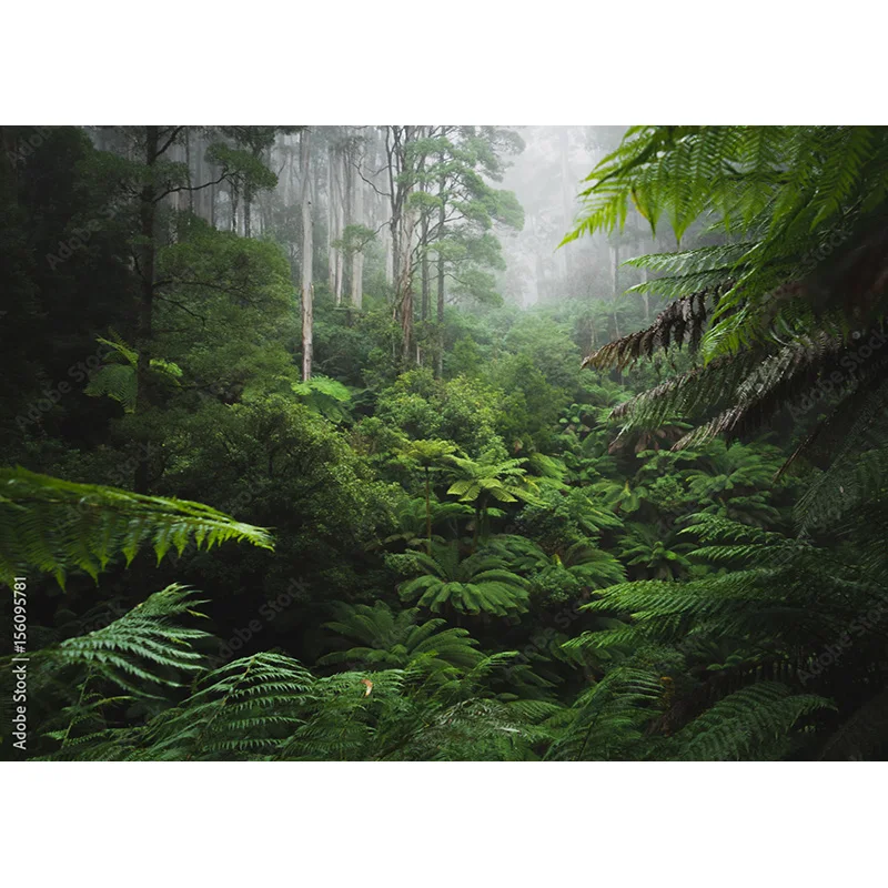 Опавшие деревья в зеленых девственных хвойных лесах фоны для фотосъемки