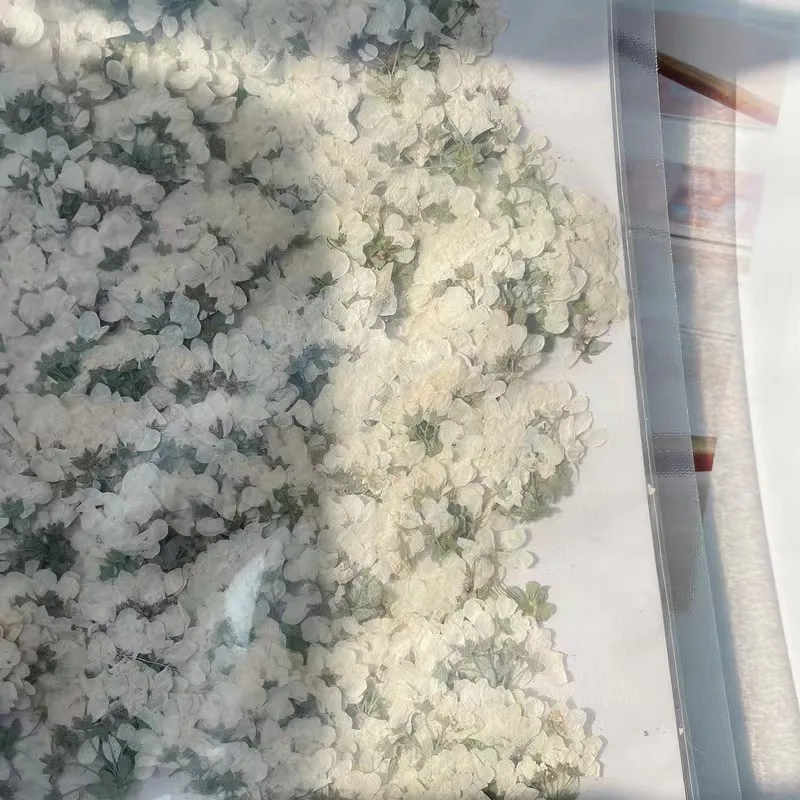 

Прессованные цветы NYAConfetti 2-3 см, 12 шт.