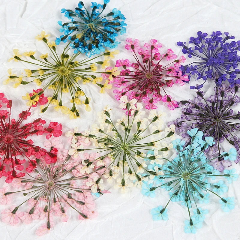 10pcs Dry Flowers For Resin Filling Nail Art Beauty Decal Epoxy Resin Filler Ammi Lace Flower Jewelry Making Pendant Keychains