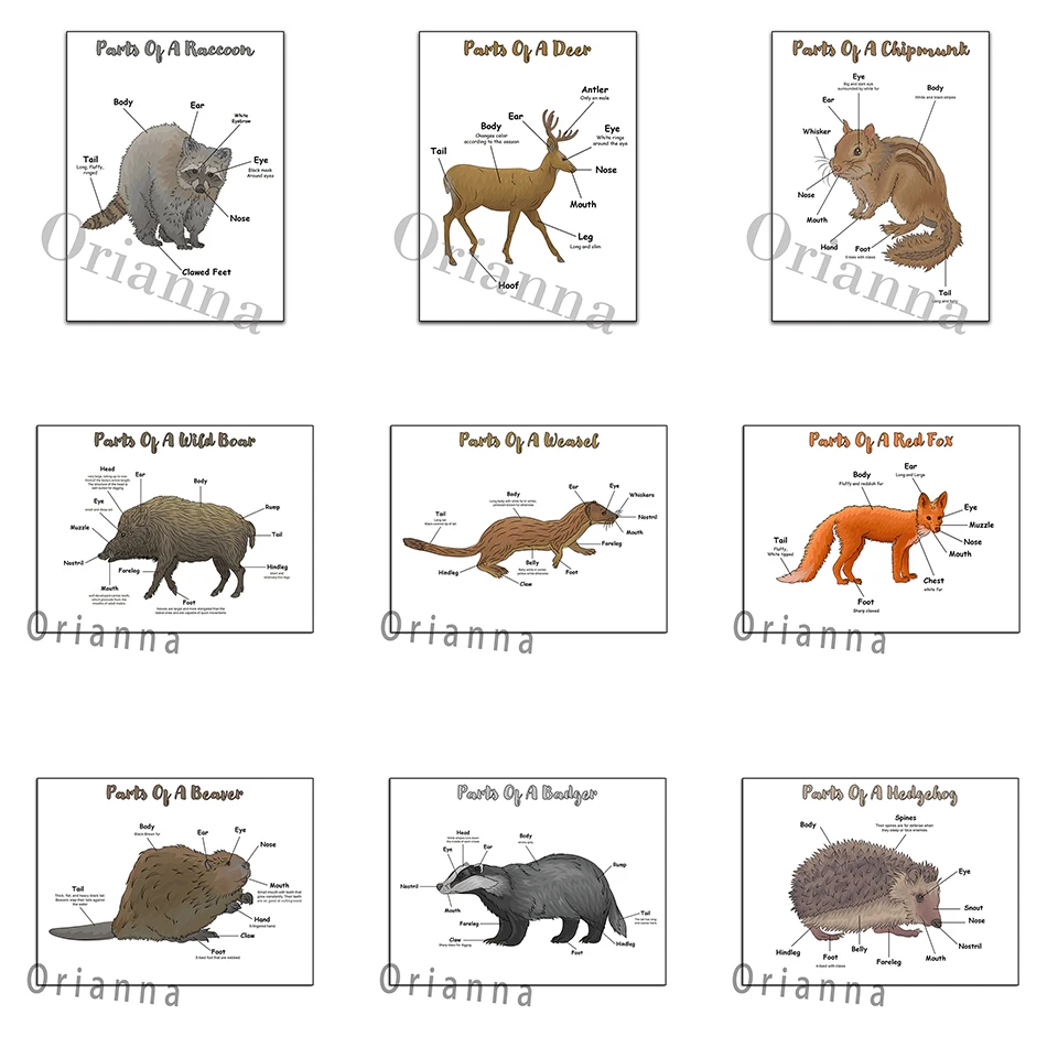 Wild Boar Weasel Squirrel Redfox Raccoon Chipmunk Deer Beaver Hedlgehog Badlger Woodland Animal Body Parts Poster Wall Art Print |