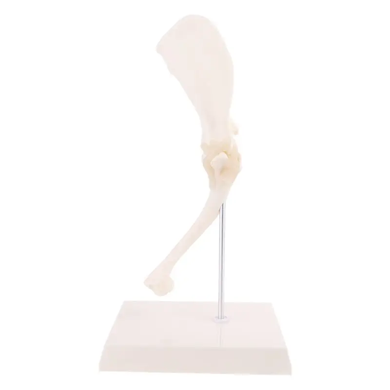 

Женская модель на плечо, суставная модель, ветеринарное изучение, скелет, животное, дисплей, подарок на Хэллоуин