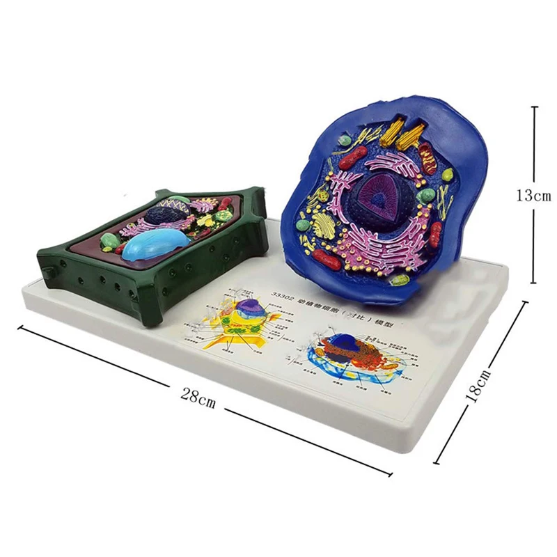 Animal And Plant Cell Model Microstructure Anatomical Model Middle School Biology Education Biological Mobile Equipment
