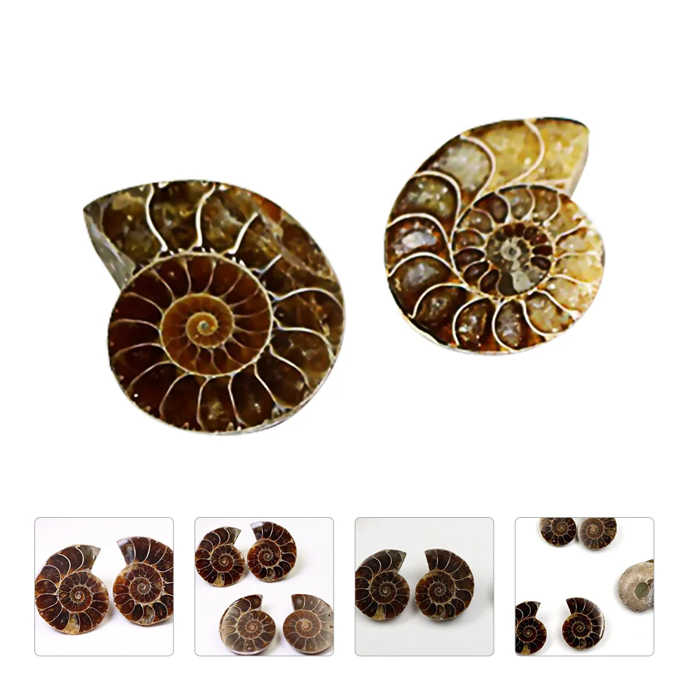 

Fossil Specimen Shell Decoration Ammonite Specimens Fossils Crystal Collection Home Stones Teaching Model Adornment Crinoid