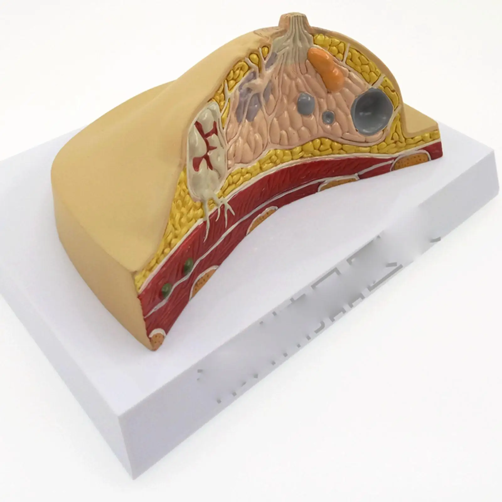 Модель медицинской анатомической патологической грудной клетки из ПВХ для