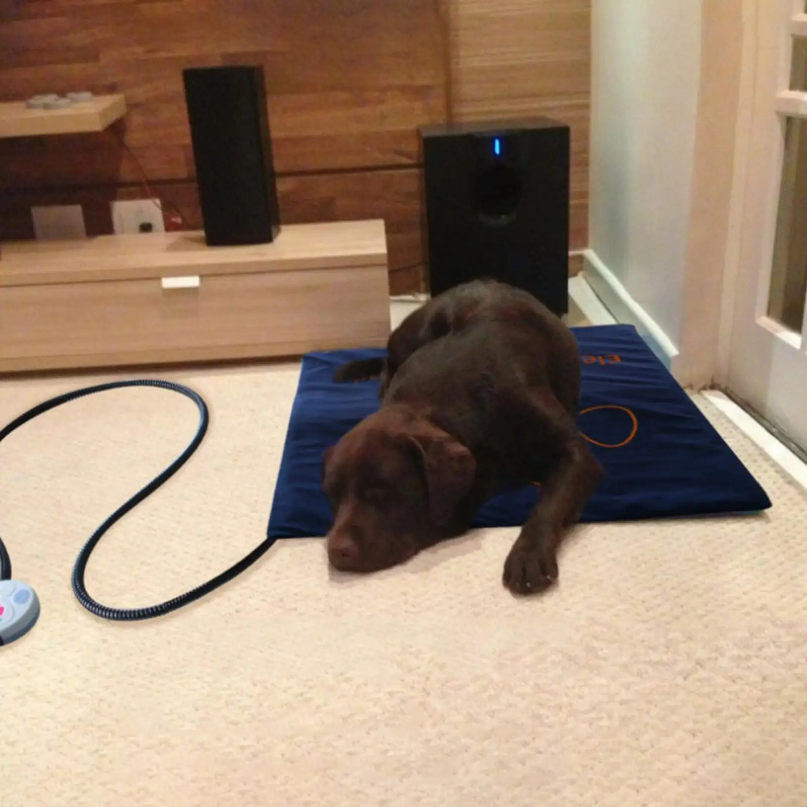 

Pet Heating Pad Electric Heating Pad for Dogs Cats Indoor Waterproof Safe Warming Heating Blanket Mat Auto Constant Control