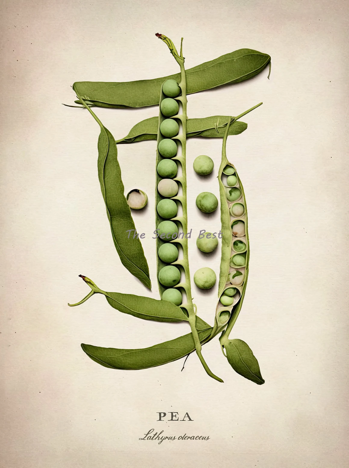 Винтажный постер с принтом овощей, Капучинатор, лук, брокколи и горох, печать на холсте, Настенная картина для кухни, домашний декор, подарок