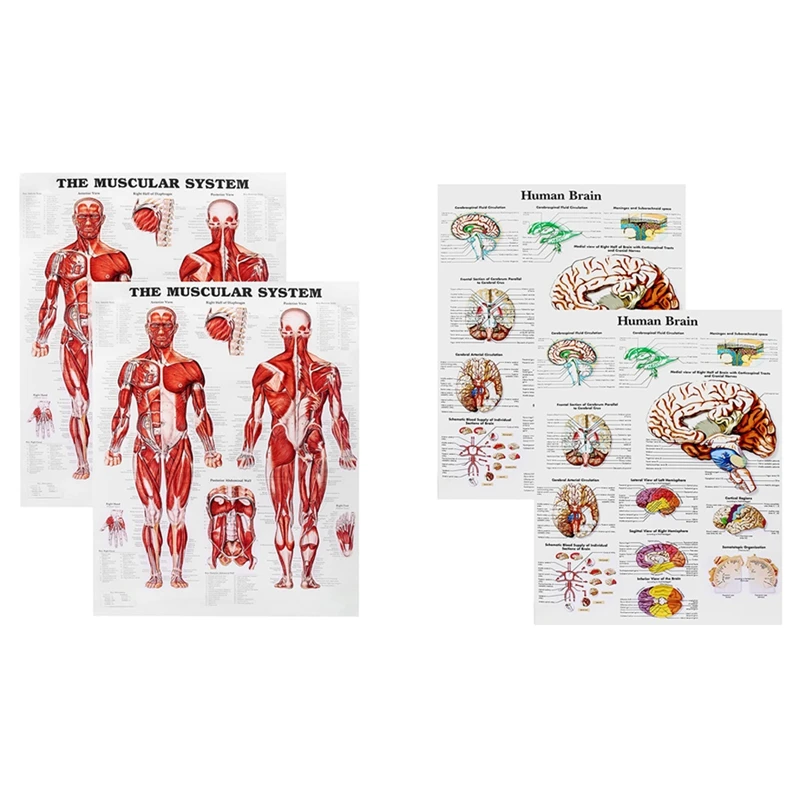 

Brain Anatomy Poster, 2 Pack Laminated Human Brain Chart, Medicine Quick Reference Guide, Human