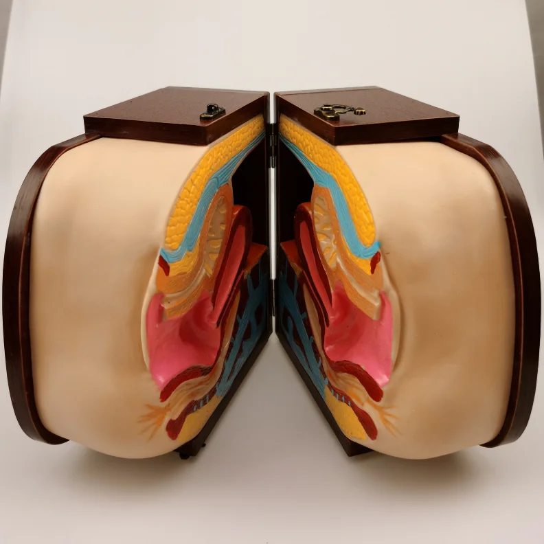 Усовершенствованная модель противозачаточного устройства для женщин