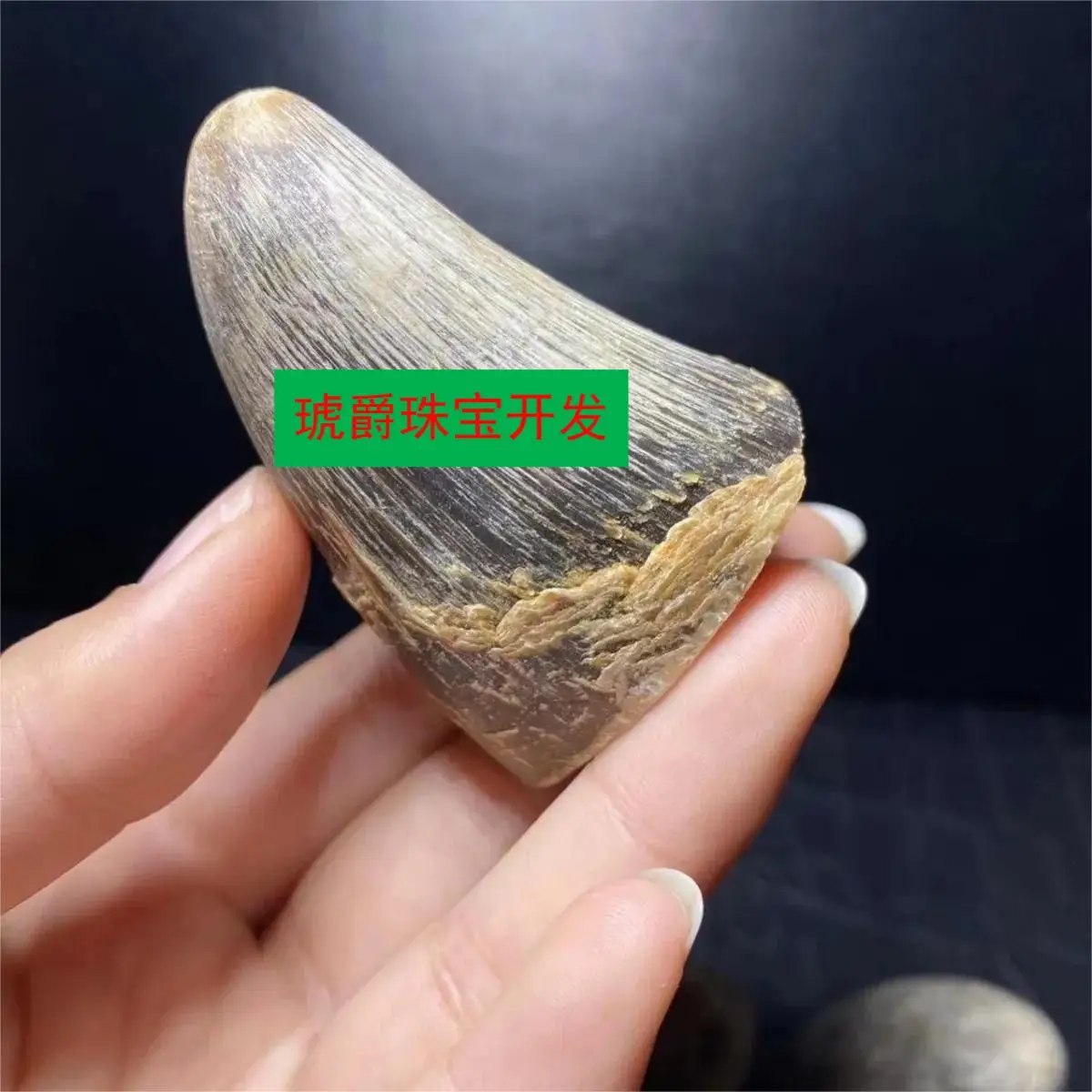 Natural Woolly Rhinoceros Whole Horn High-End Horn Ornaments Health Grinding Powder Into Medicine To Play Both Fish Seed Grain