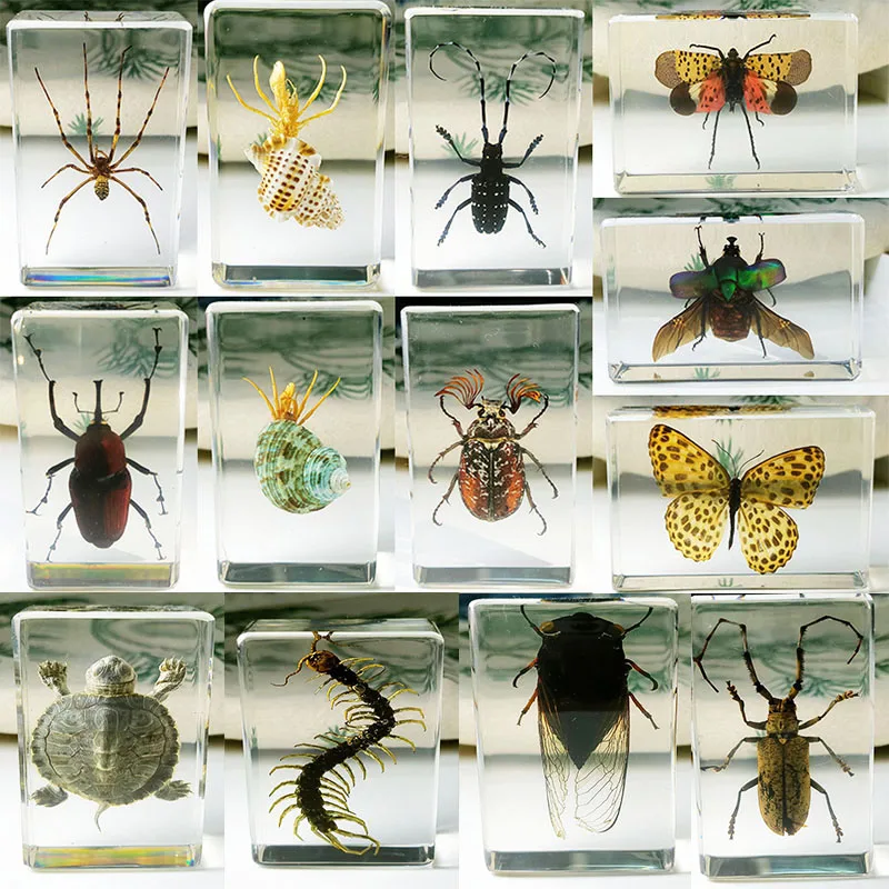 

Sealed specimens of real insects beetles conch cicadas are wrapped in resin suitable for home decoration teaching cognition 73mm