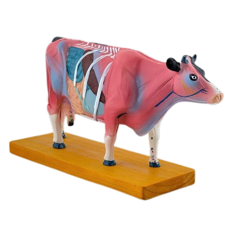 

Animal Anatomy Model Cattle Anatomy Model