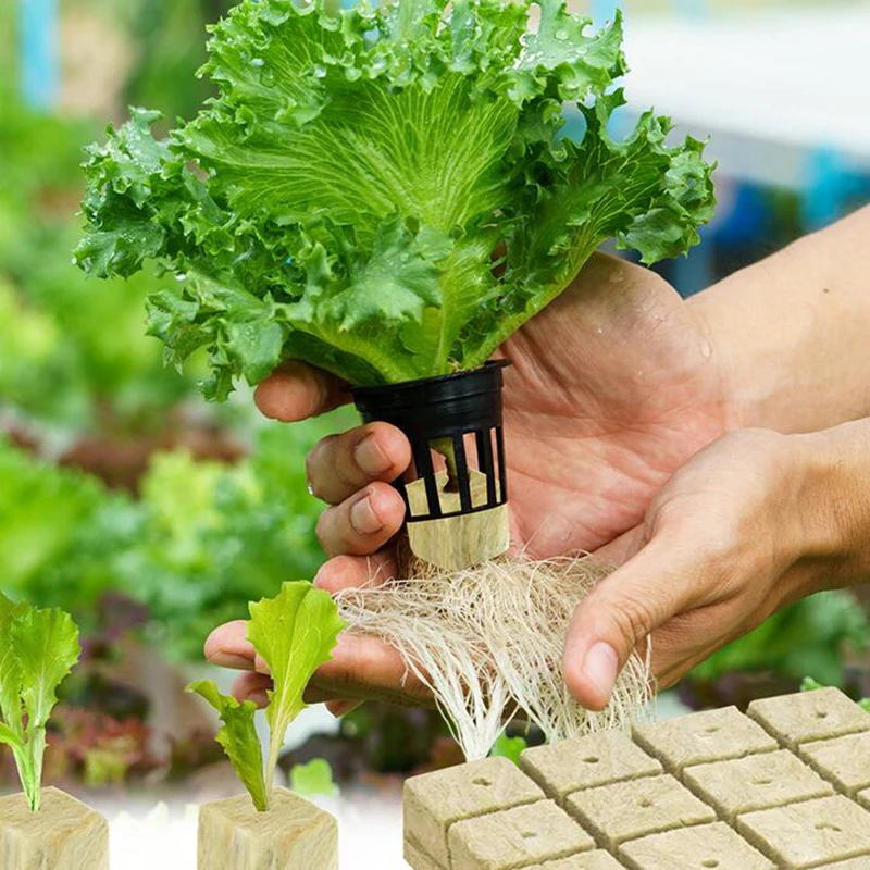 36/50 шт. губки для выращивания растений