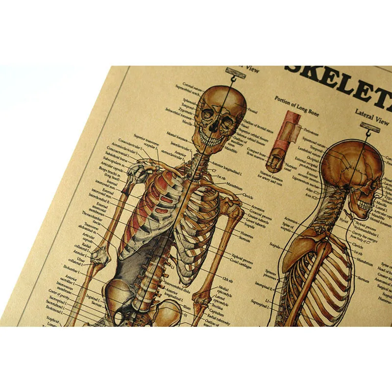 51x35 см каркас тела структура мозга нервный плакат Декор медицинской комнаты