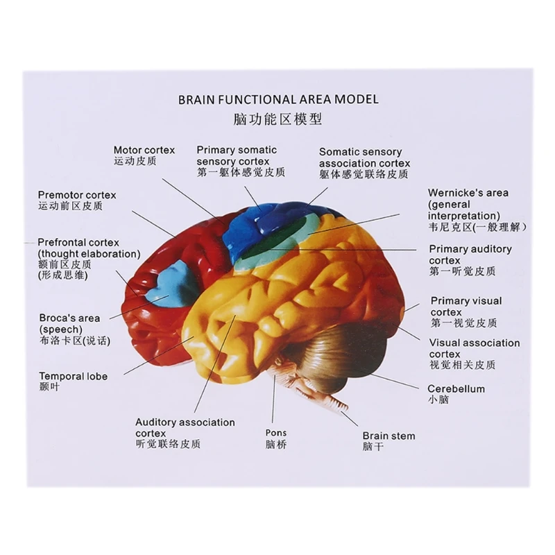 Parts of the brain. 32 точки аксесс барс. Brain function. Brain function. Brain functions.
