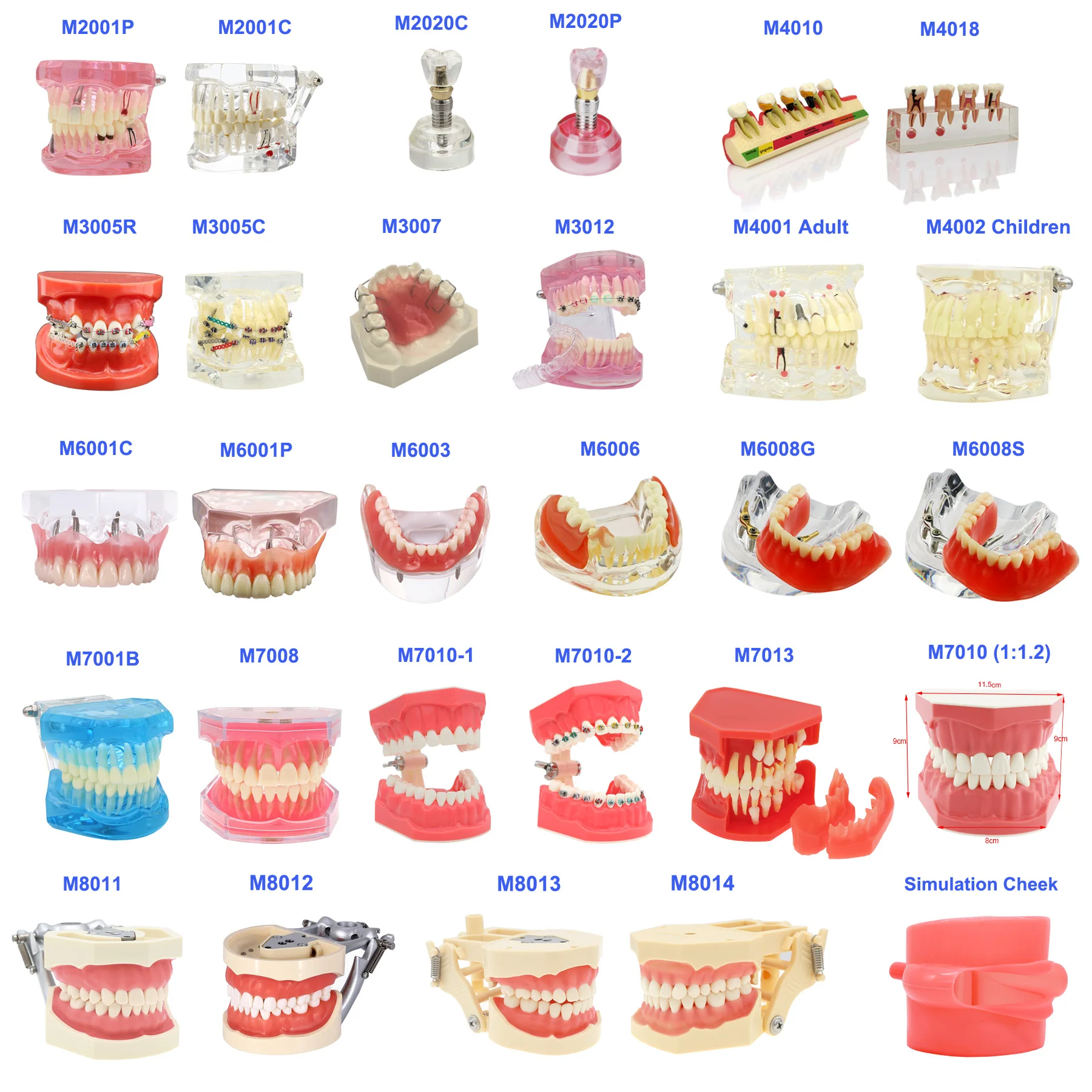 

New Resin Material Dental Typodont Model Teeth Model Teaching Models Ortho Implant Models Removable For Dentist Study Demo