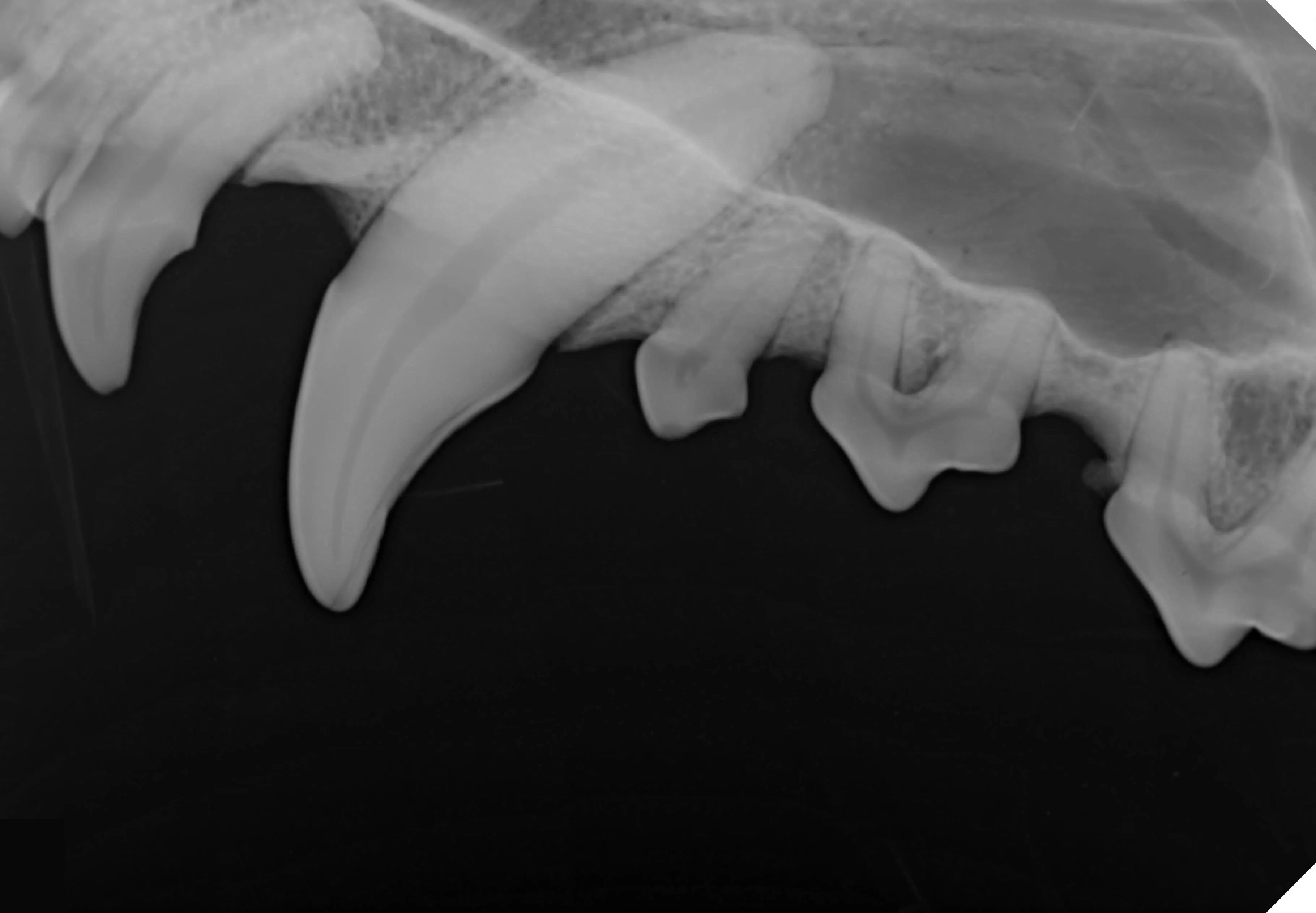Оригинальный датчик изображения РУЧНОГО размера 4 рентгеновская панель для