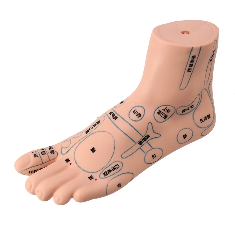 

1Pcs 19 Cm Foot Reflex Zone Model Foot Acupuncture Needle Acupoint Model Foot Acupuncture Point Model