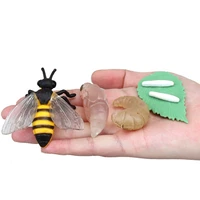 simulation life cycle animals model children insect plant growth cycle biology science montessori toy open ended educational toy