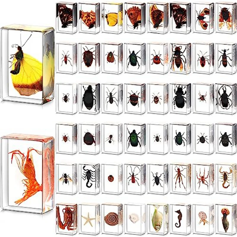 

50Piece Collection Different Specimen Bug Preserved Live Ladybugs For Kids Scientific Educational Toy