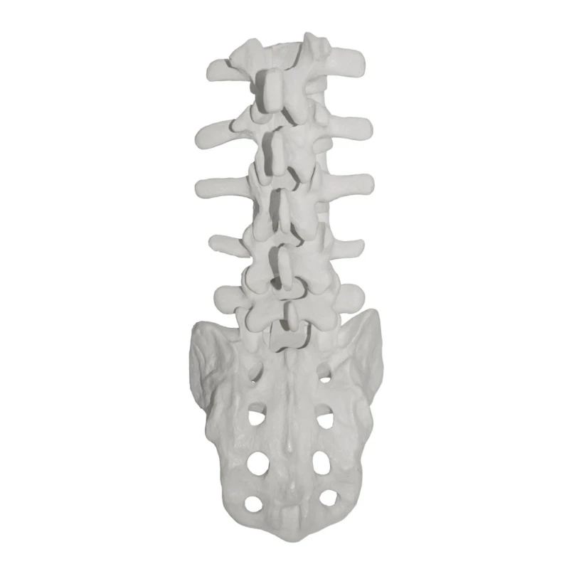 

Human Lumbar Vertebrae Anatomy Model with Sacrum Teaching Model for School 45BA