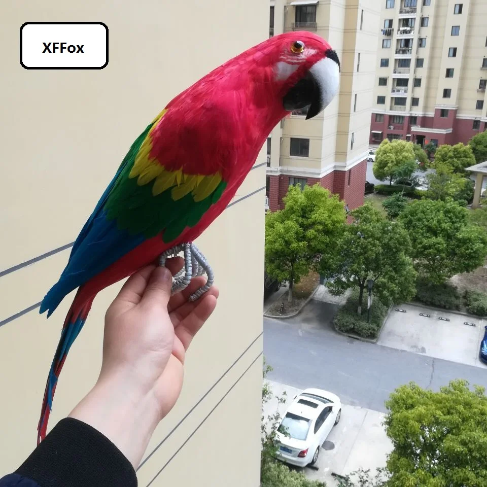 red real life parrot model foam&feather big simulation parrot bird gift about 60cm d0134
