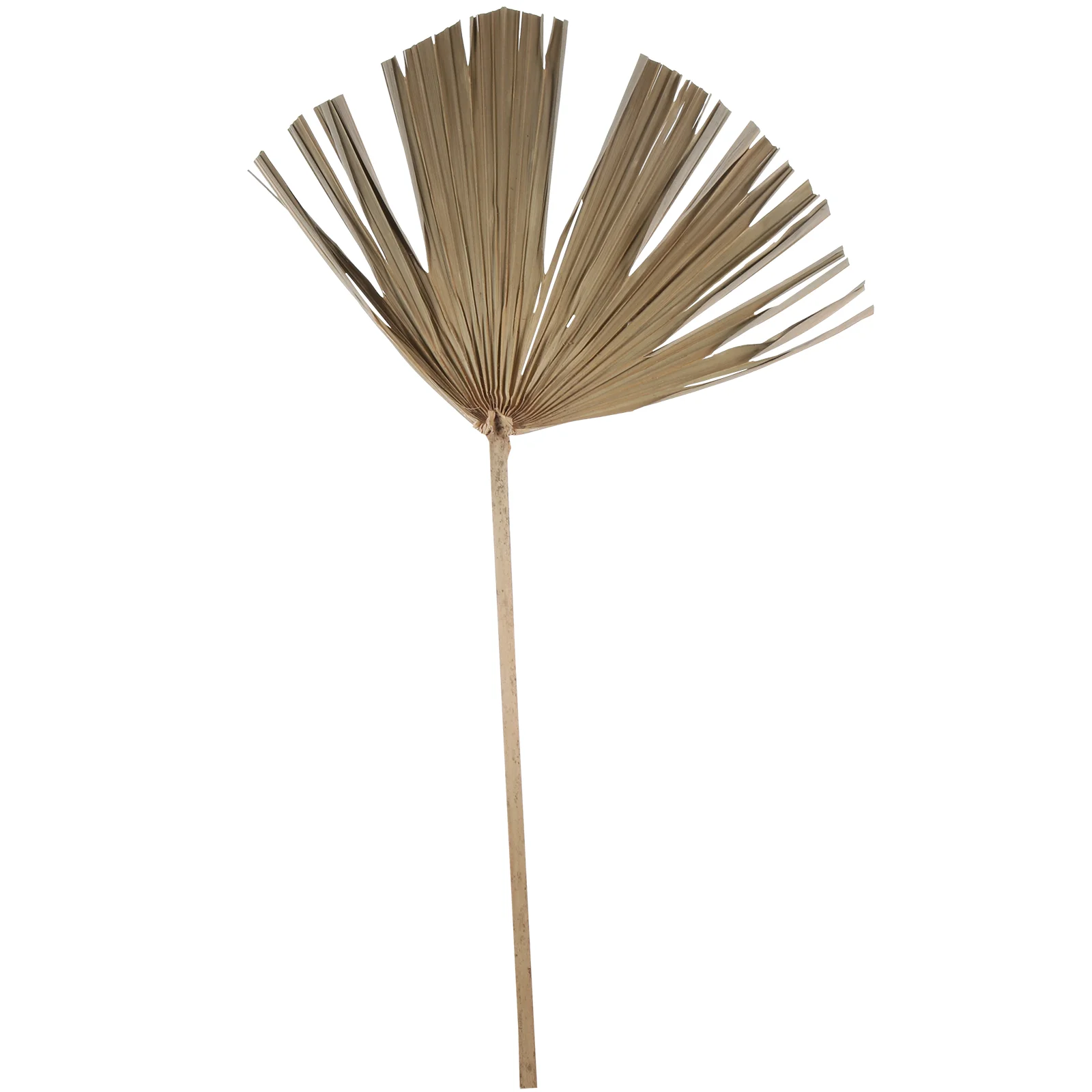 

Dried Palm Leaf Natural Palm Leaf Wedding Ornament Scene Decor Background Craft