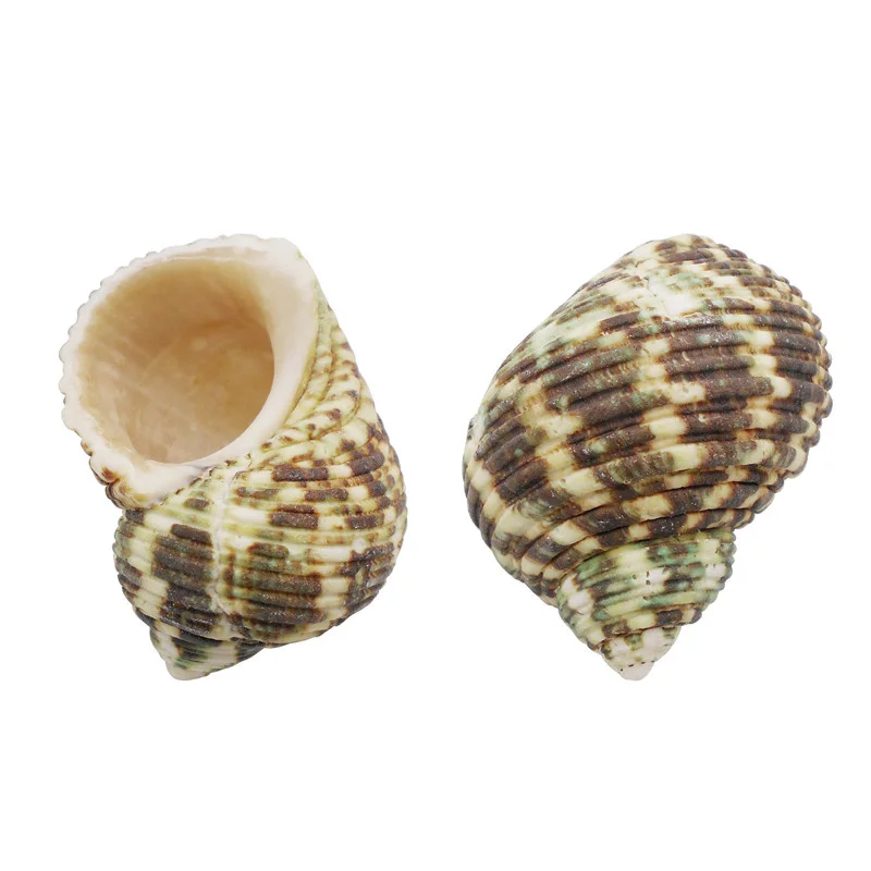

2PCS 40-65mm Natural Sea Shell Conch Charms Green Turbo Conch Home Aquarium Decor DIY Craft Handmade Seashell For Jewelry Making