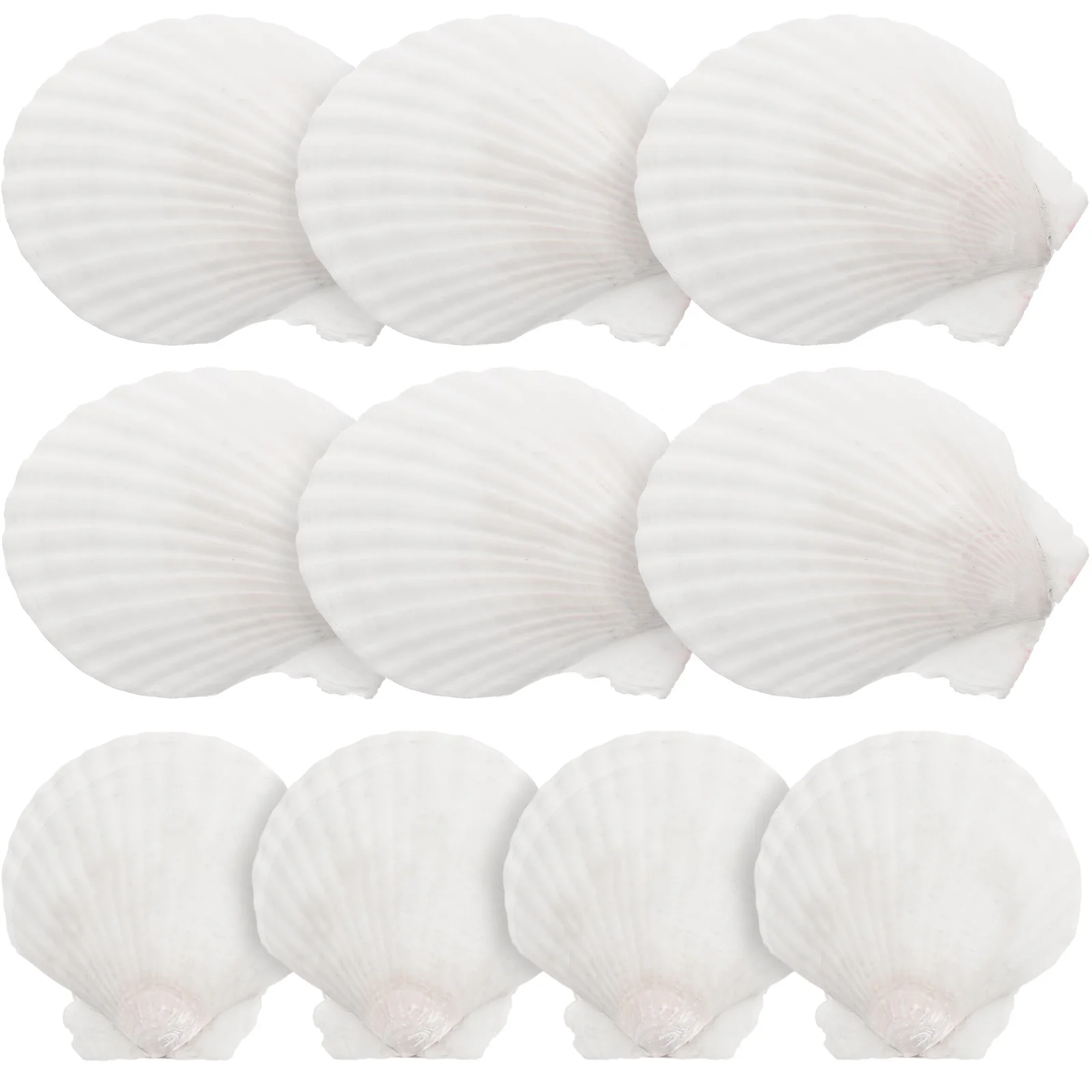 

Decorative Crafting Shell White Scallops Natural Shell Beach Seashells Handicraft White Shell White Shell shells