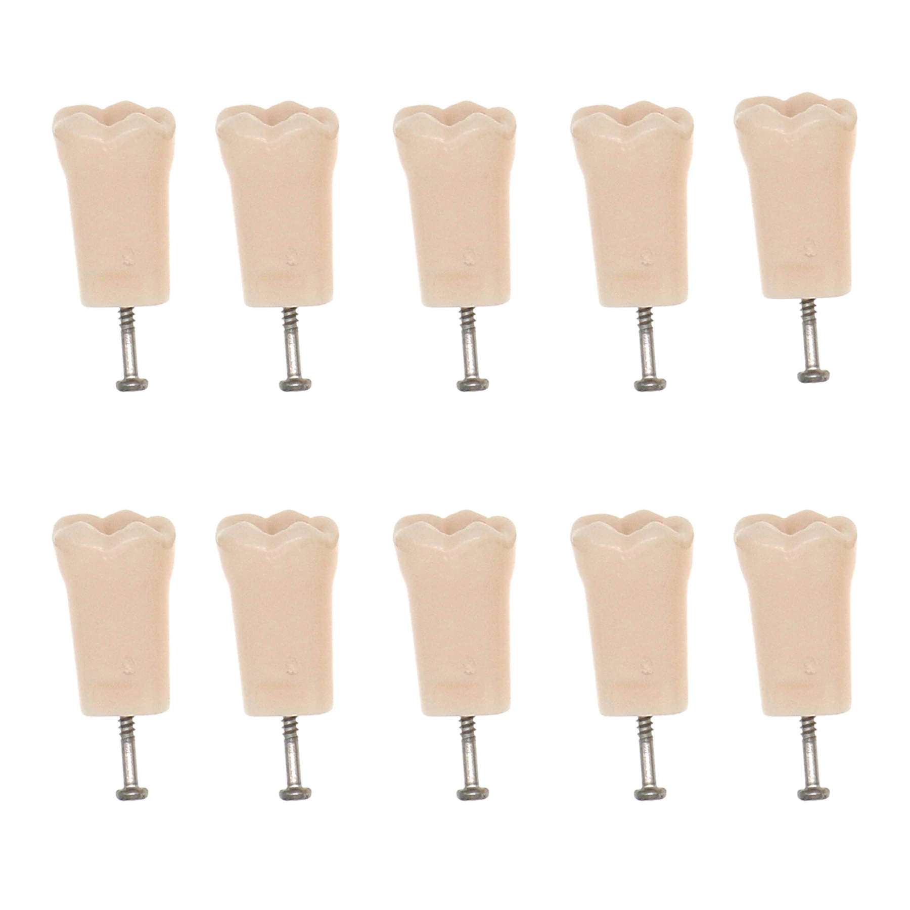 Зубная модель зубов зубной практики индивидуальная замена наполнение смолой