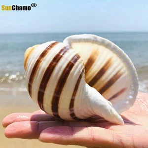 Аквариум с натуральной ракушкой, морской раковиной, улиткой, аквариумные украшения, рулон, размножение моллюсков, микро-ландшафт, цветочный горшок для суккулентных растений Decor