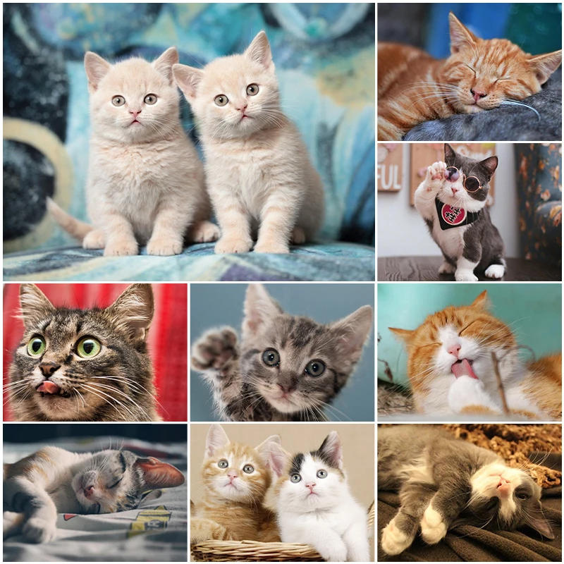 

Cat 5D DIY Diamond Painting Animal Diamond Embroidery Painting Full Round Diamond Mosaic DIY Rhinestones Home Decor Gift