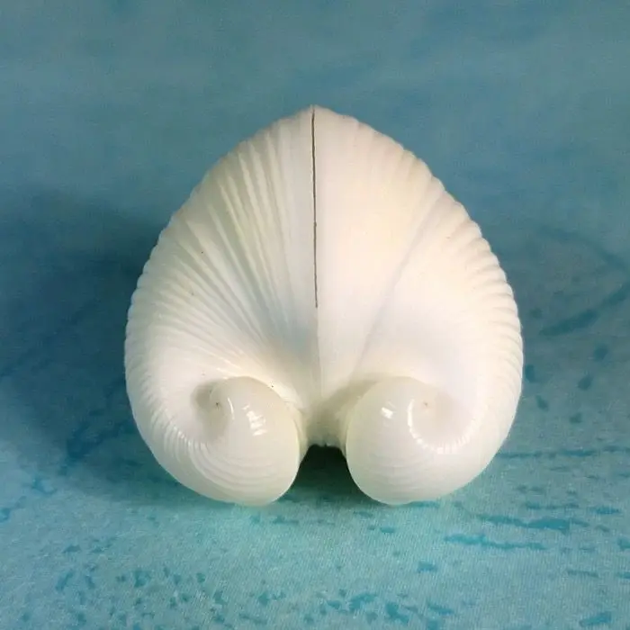 

Натуральная раковина YQXH