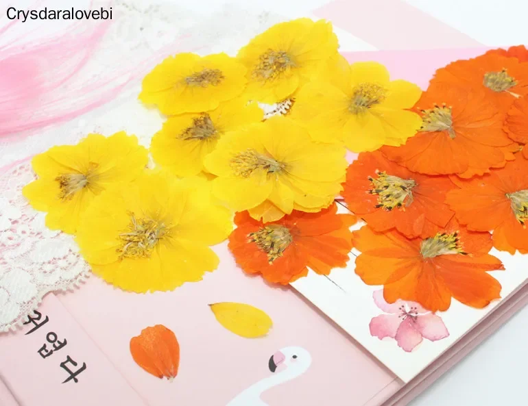 100шт Прессованный сушеный космос Sulphureus Cav. Цветочное растение гербарий для
