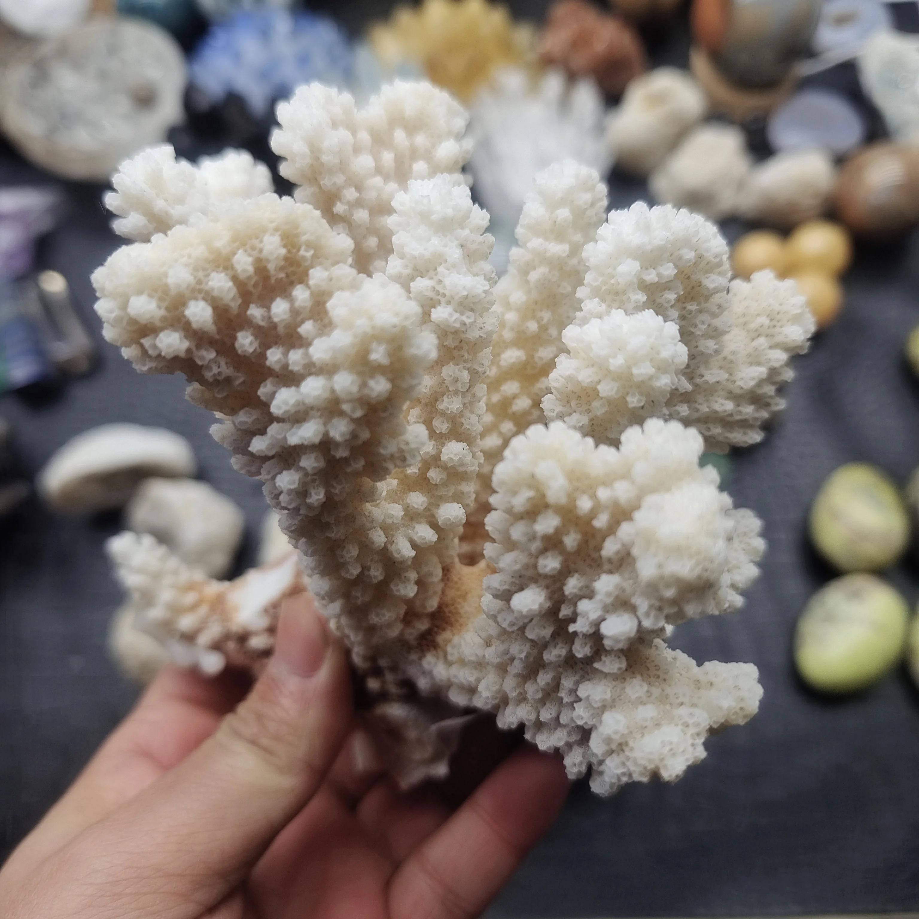 

100% Natural Coral Aquarium Decor Fish Tank Decoration Aquarium Landscaping Ornaments Home Decoration
