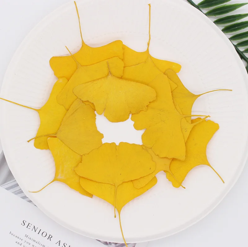 Сушеные растения лист прессованный цветок Ginkgo Biloba образцы Сделай Сам фоторамка