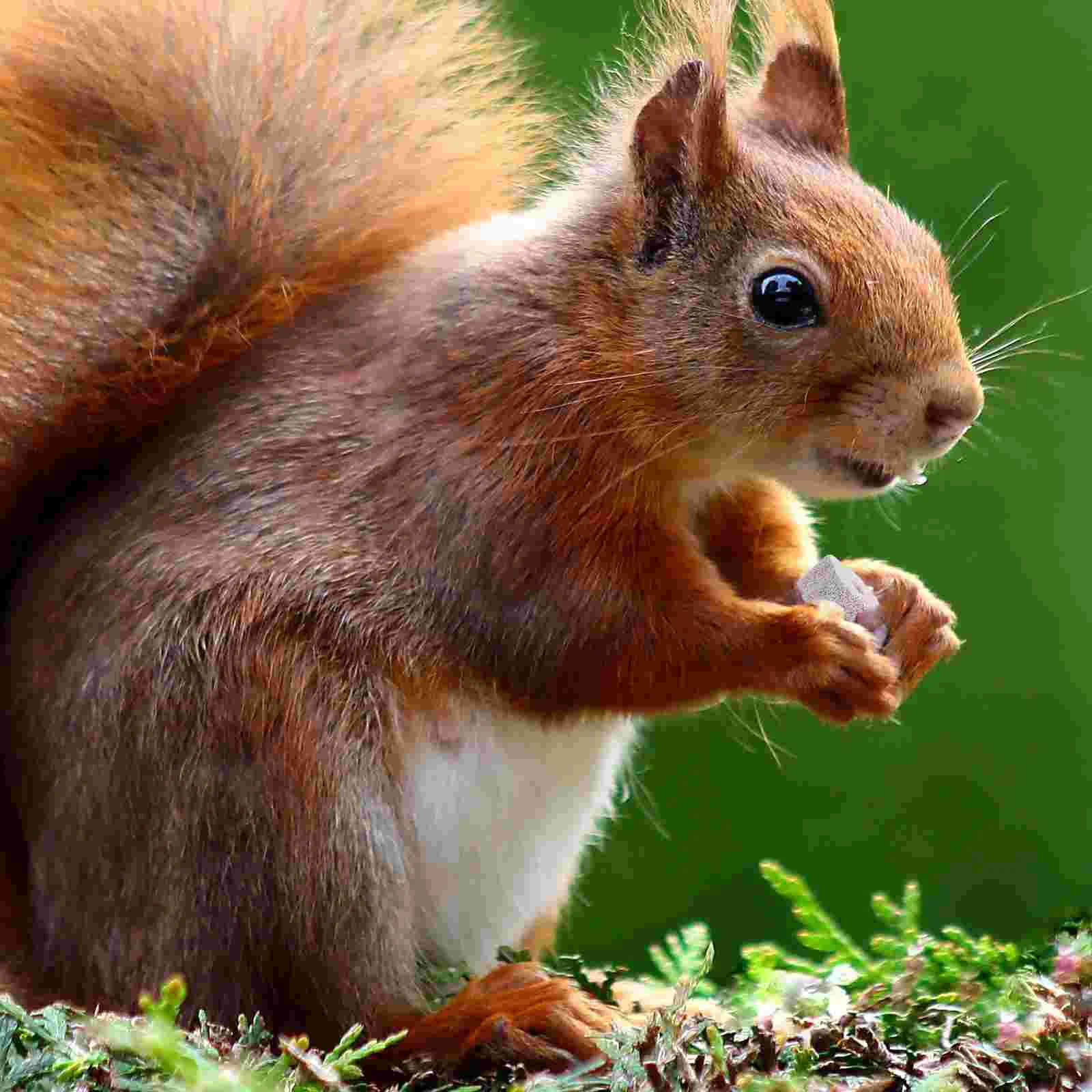 12 шт. шиншилла пемза камень попугай молярные игрушки шлифовальная машина для