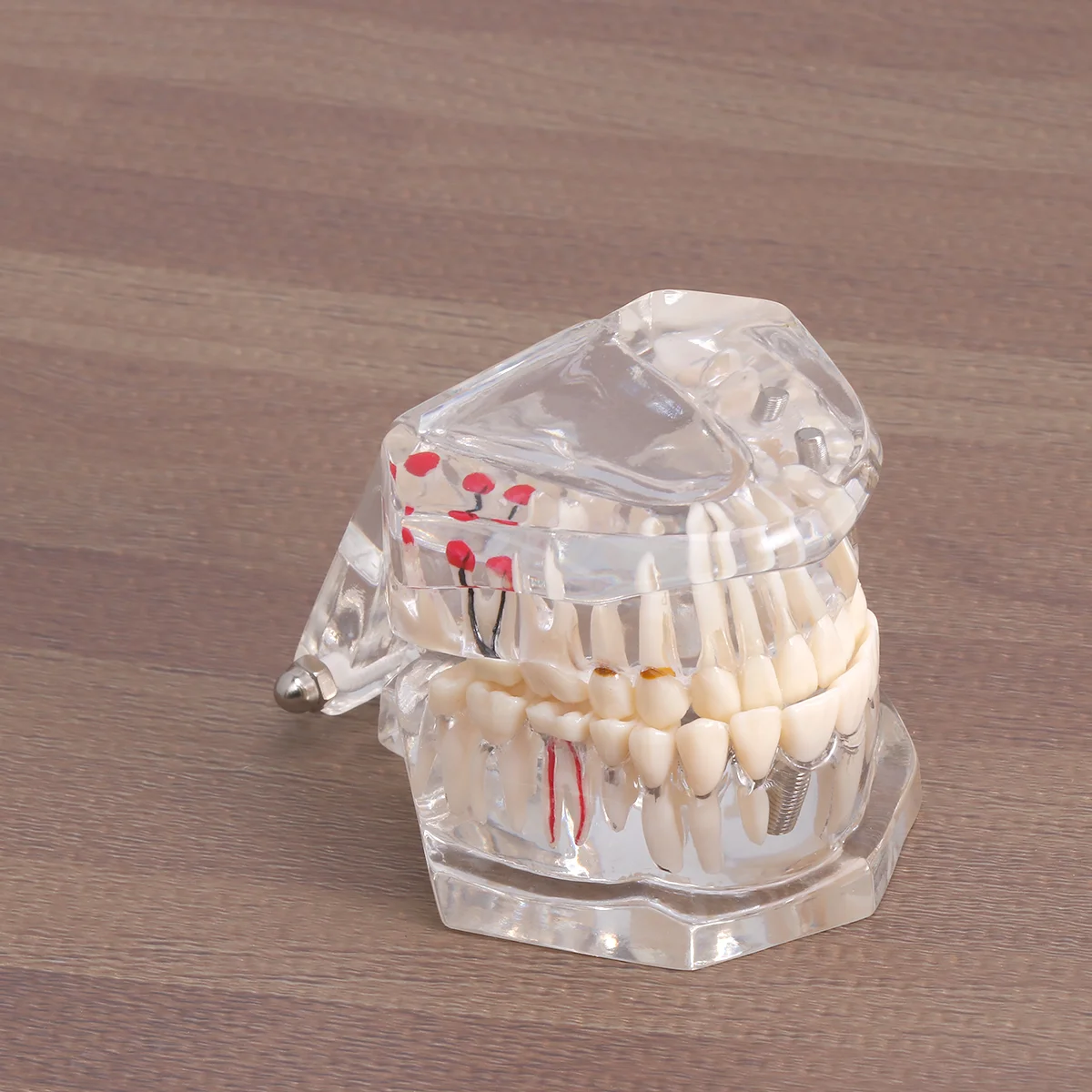 1pc Oral Model Removable Detachable Resin Practical Teeth Model Oral Model Simulation Teeth for Practice