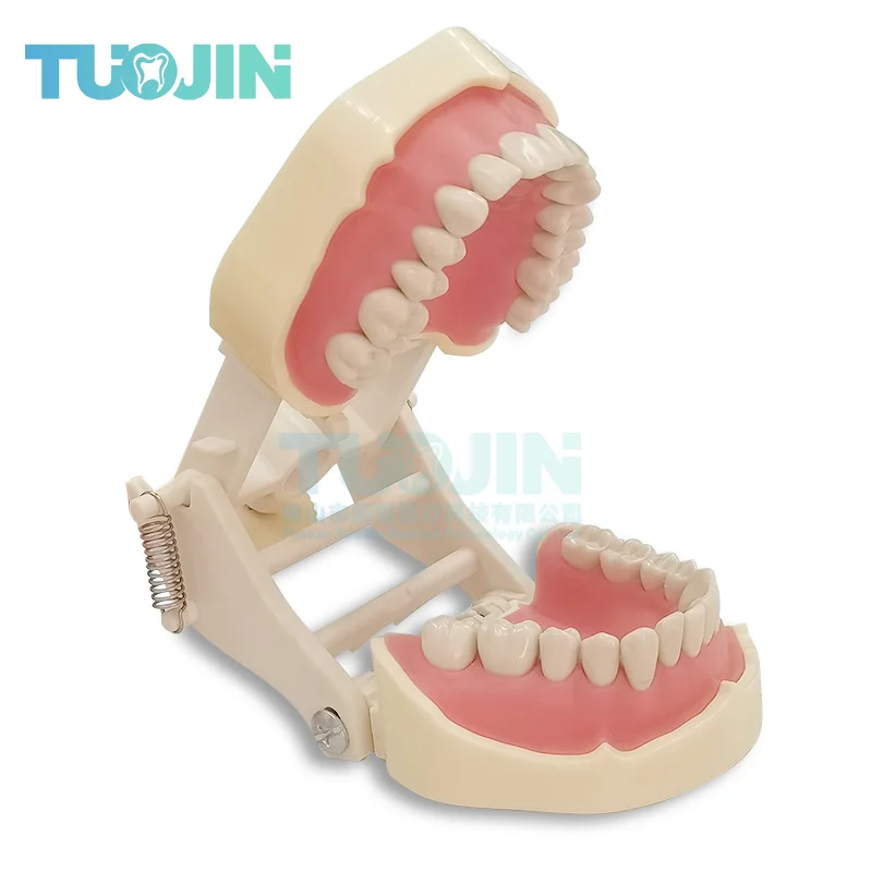 

Зубная модель, модель зубов, модель для обучения зубов, стандартная модель с 28 шт. винтовыми зубными моделями зубов, демонстрация моделей зубов