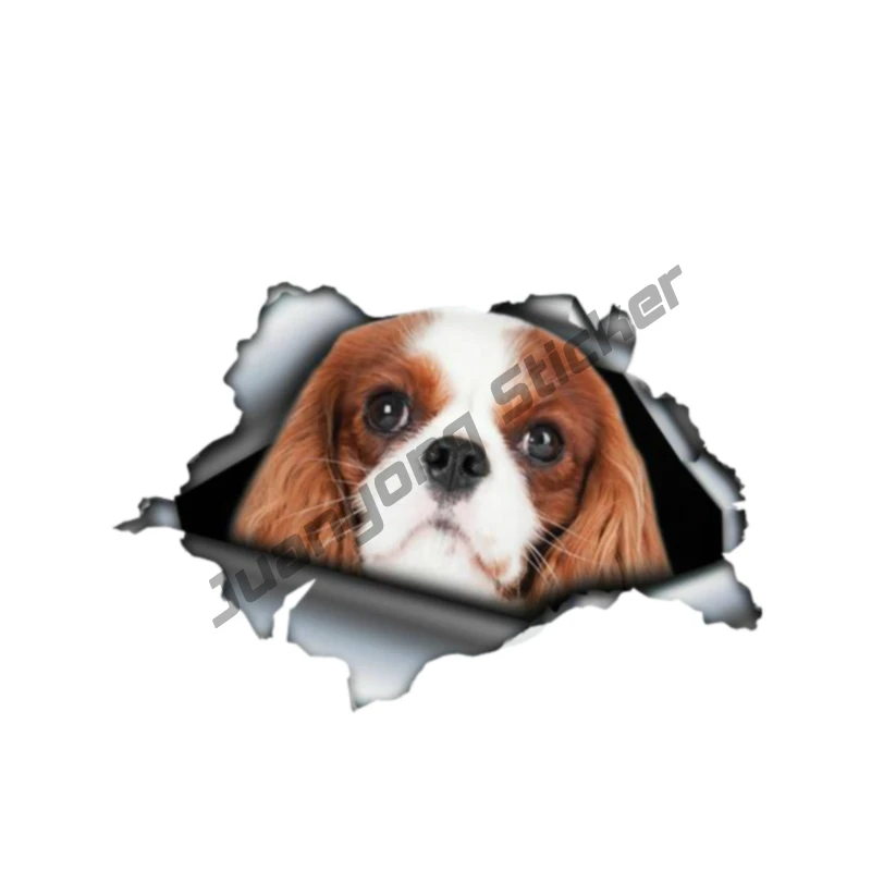 

Cavalier King Charles Pet Car Stickers and Decal for Bumper Engine Cover Bodywork Cover Scratches Auto Accessories KK13*8cm