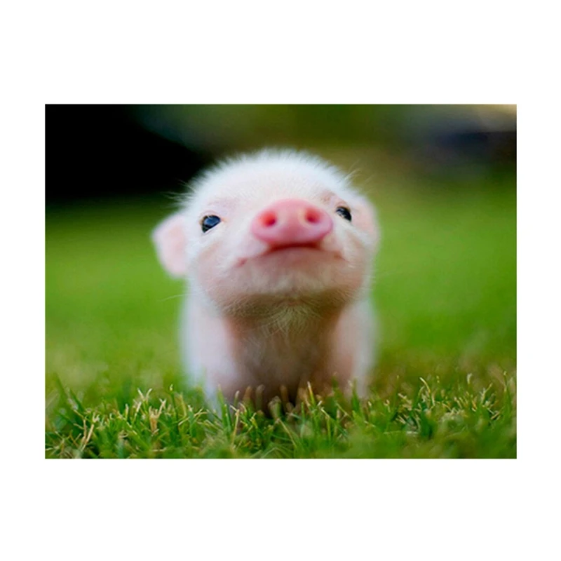 

Алмазная живопись «сделай сам», живопись, настенное украшение, украшение для дома и офиса, Маленькая свинья