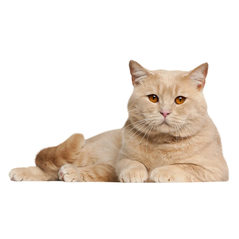 Наклейки на стену в виде кота английском стиле | Автомобили и мотоциклы