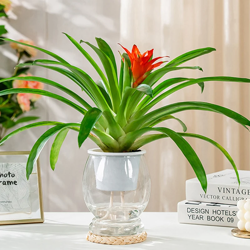 

1 шт. простой двухслойный самополивающийся пластиковый цветочный горшок, автоматическое поглощение воды, Прозрачный Горшок