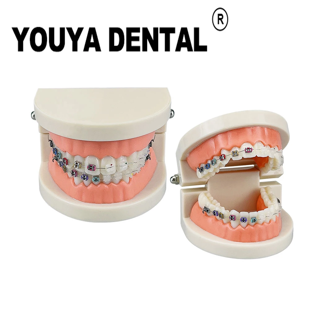 

Orthodontic Practice Model Teeth Model For Dental Teaching Studying Practice Demonstrate Doctor-patient Communication Tools