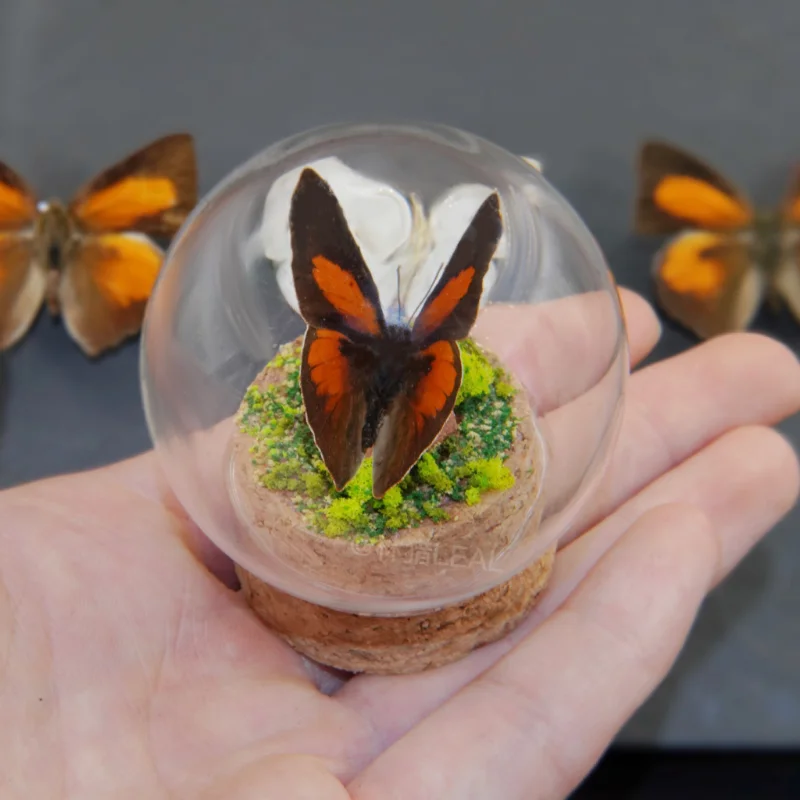 

Real Butterfly Specimen Birthday Gift Children's Popular Science Desktop Decoration Ecological Bottle Glass Cover Decoration