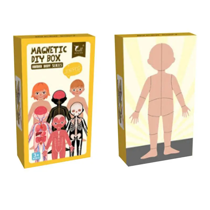 

Magnetic Human Body Puzzle Set For Toddlers & Kids Magnetic Anatomy Play Set Human Body Parts Skeleton Muscles Organs Jigsaw