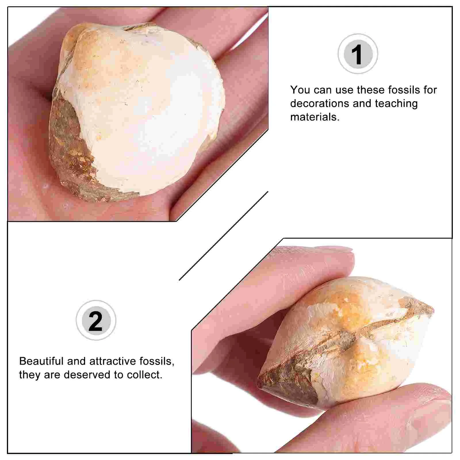 Bivalve Clam Palaeo-ocean Палеонтология Настольный орнамент Украшение Водный стол Игрушка