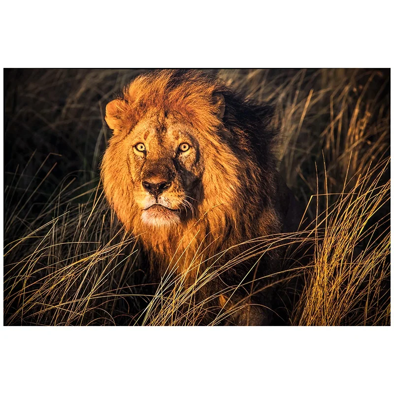 

Алмазная живопись «сделай сам», алмазная вышивка, Круглый Алмаз из смолы, вышивка крестиком, домашний декор стен, животное, фотография, Лев